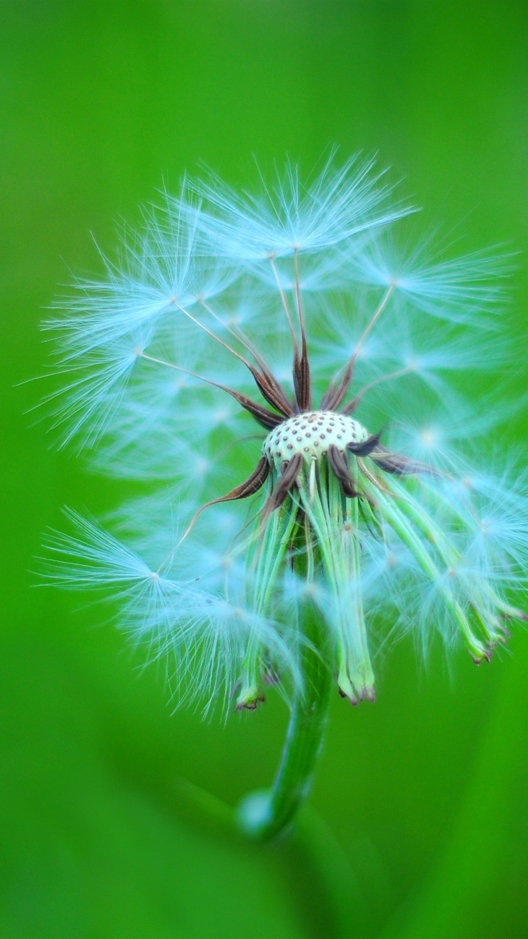 蒲公英苹果手机版蒲公英能和苹果一起煮水喝吗